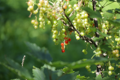 Калинин предостерег дачников от &laquo;сказочных&raquo; растений на маркетплейсах
