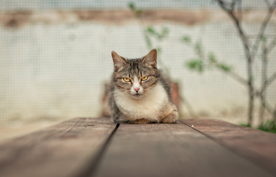 Протоиерей Ильяшенко сообщил, что происходит с животными после смерти