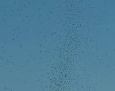 Нашествие комаров в Сибири связали с теплой погодой и водоемами