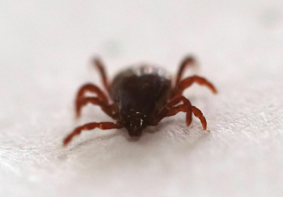 Лечитесь спиртом!