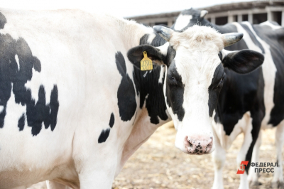 Мясной кризис на Дальнем Востоке: господдержку просят увеличить вдвое