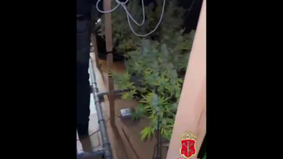 "Это помидоры": поймали парня, который вырастил дома 21 куст конопли 06/02/2026 &ndash; Новости