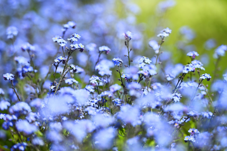 Разбросайте семена по снегу &mdash; и весной получите ковёр из голубых жемчужин, которыми будут любоваться все соседи
