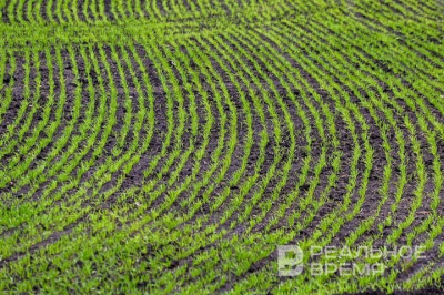 К посевным работам приступили 11 районов Татарстана