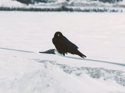 В Татарстане заметили первых вестников весны