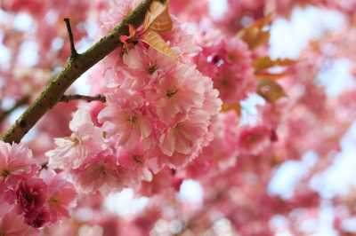 Синоптик Терешонок: весна в Центральной России может наступить раньше нормы