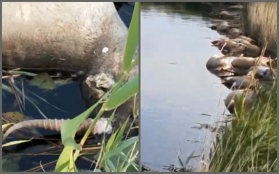 Более 100 сайгаков утонули в Актюбинской области при переходе реки