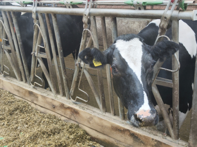Фермеры Свердловской области начали резко сокращать поголовье сельхозживотных