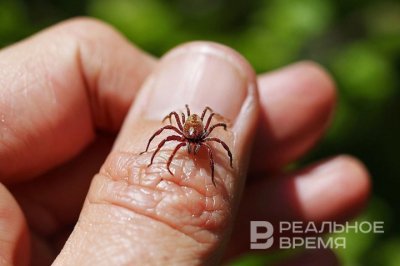 Каждый седьмой клещ в Татарстане оказался переносчиком иксодового клещевого боррелиоза