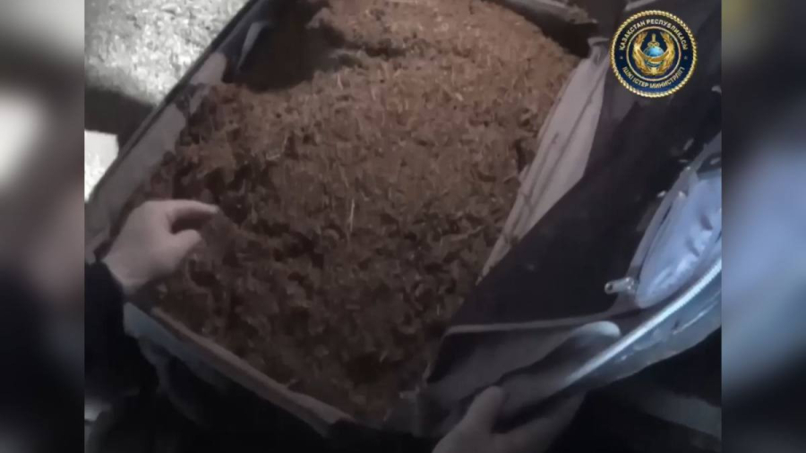 У жителя Прииртышья изъяли 20 кг марихуаны: хранил в сарае мешками и чемоданом