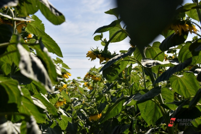 Снег и морозы: как они могут сказаться на качестве будущего урожая