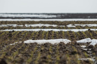 &laquo;Ярсу яз &ndash; уңышка куркыныч тудыра&raquo;: аномаль кыш уҗымнарның ныклыгын сыный