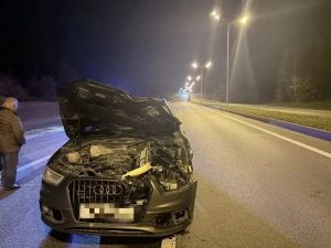 Вблизи Васильево сбили лося: водителю грозит штраф 80 000 рублей