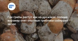 Где грибы растут как на дрожжах: полные корзины опят опытные грибники собирают за час