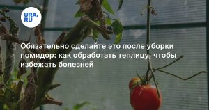 Обязательно сделайте это после уборки помидор: как обработать теплицу, чтобы избежать болезней