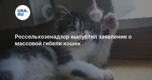 Россельхозенадзор выпустил заявление о массовой гибели кошек