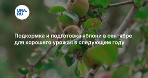 Подкормка и подготовка яблони в сентябре для хорошего урожая в следующем году