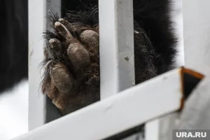 Медведь устроил погром на популярной лыжной базе в Туве